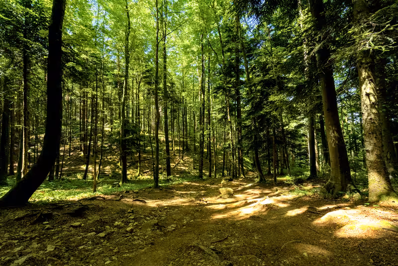 The path.