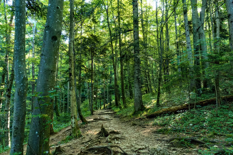 The path.