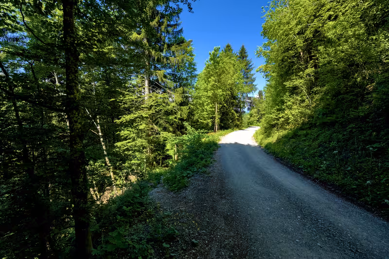The path branching off to the left from the road.