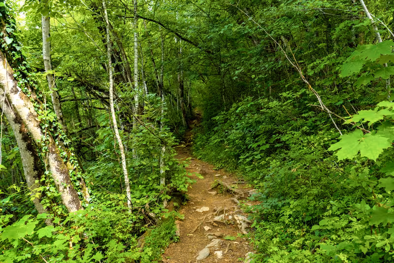 The path.