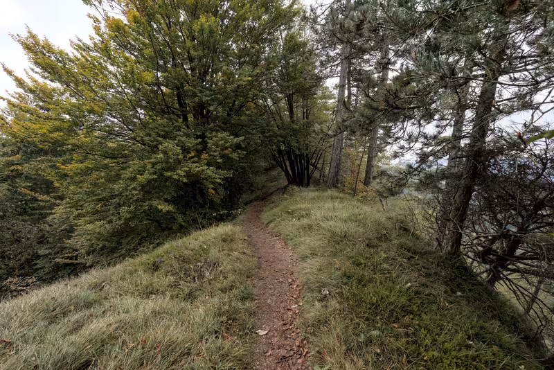 The path.