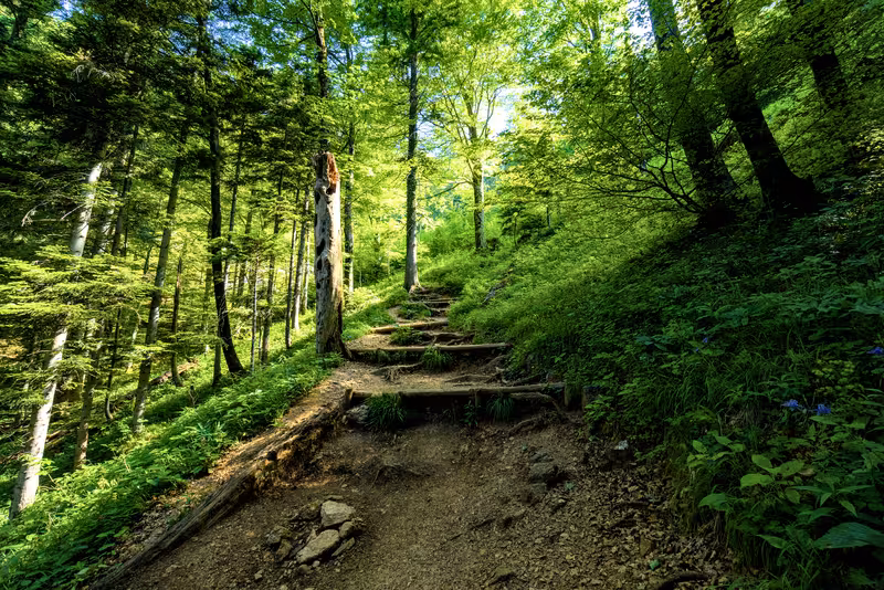 The path.
