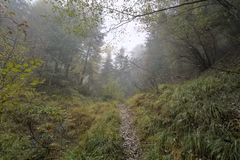 The forest trail.