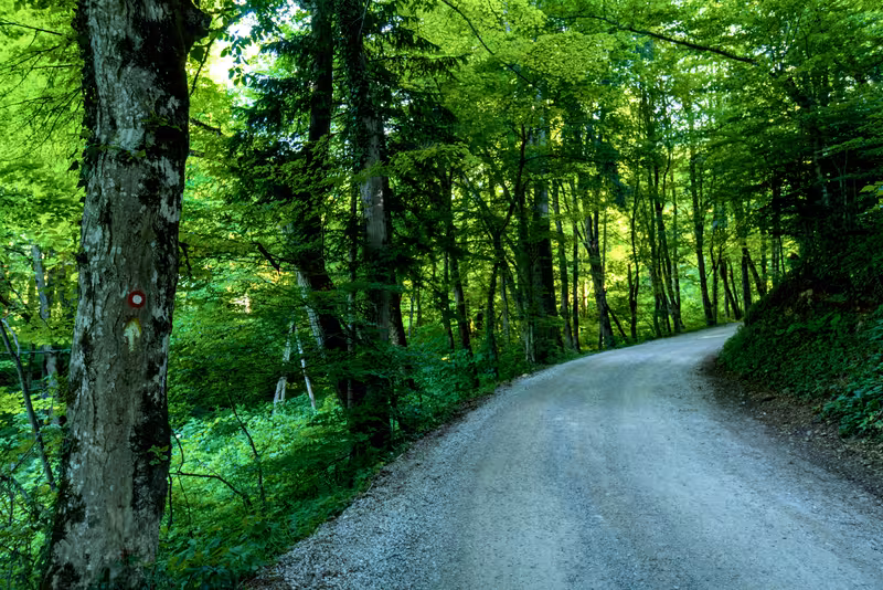 The path.