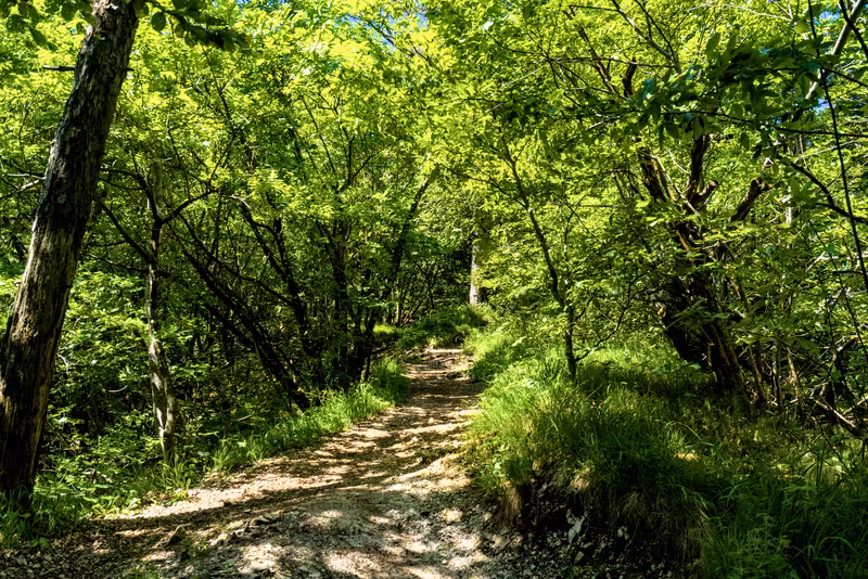 The path.