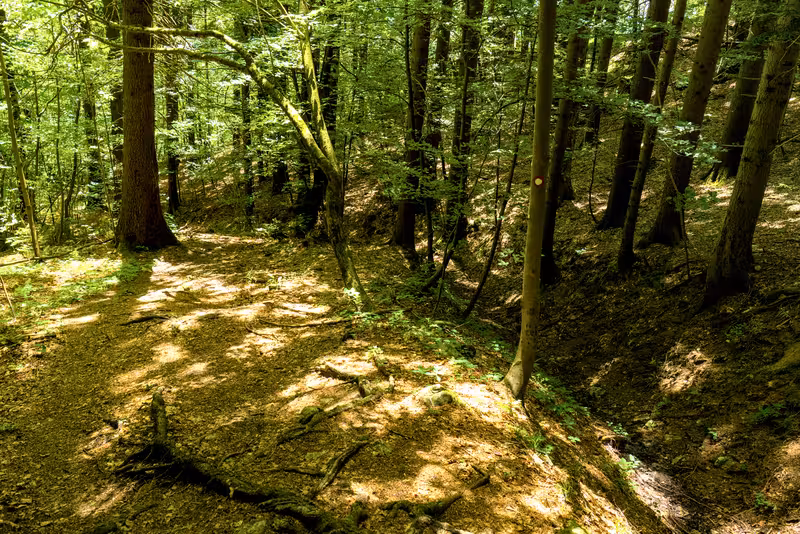 The path.