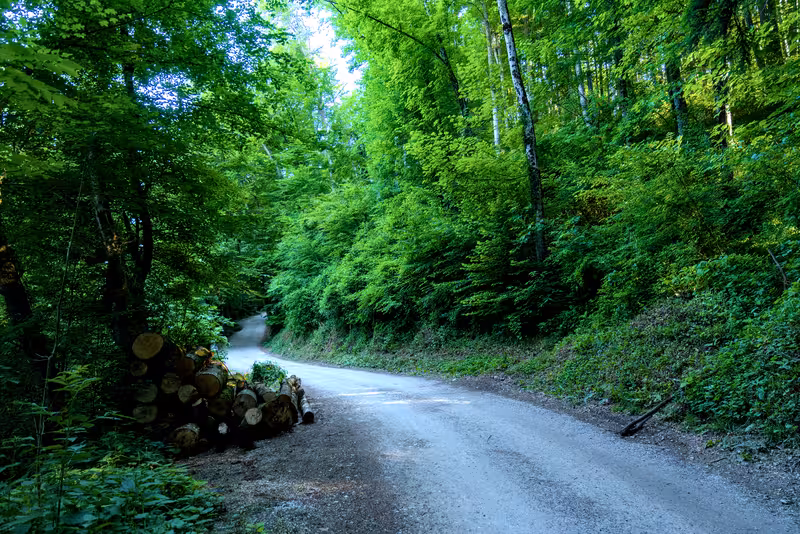 The path.
