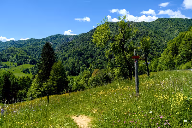 The path.