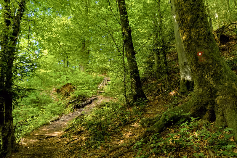 The path.