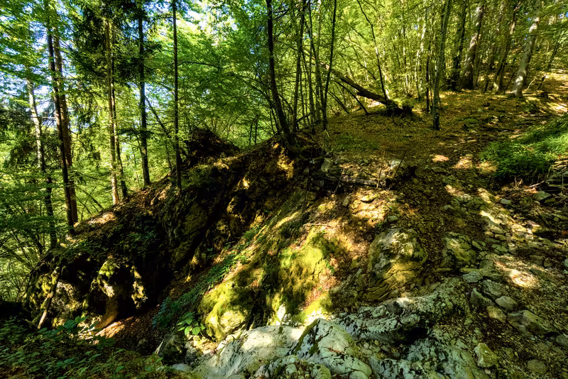 The path.