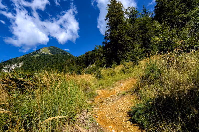 The path.