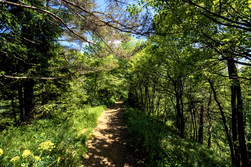 The path.