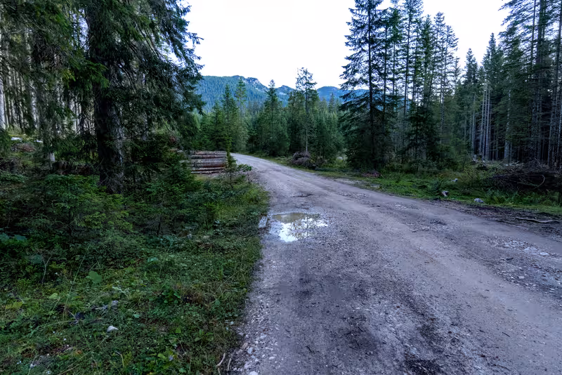 De onverharde weg door het Pokljuka bos.