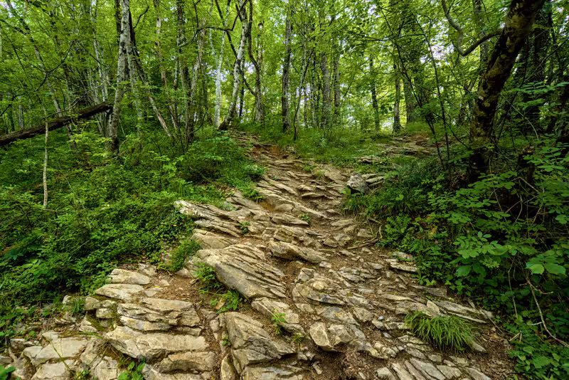 The path.