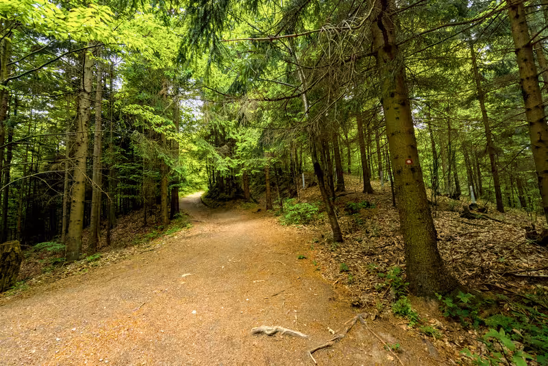 The path.