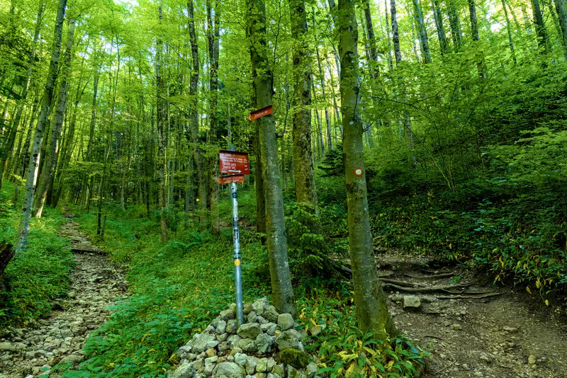 The path.