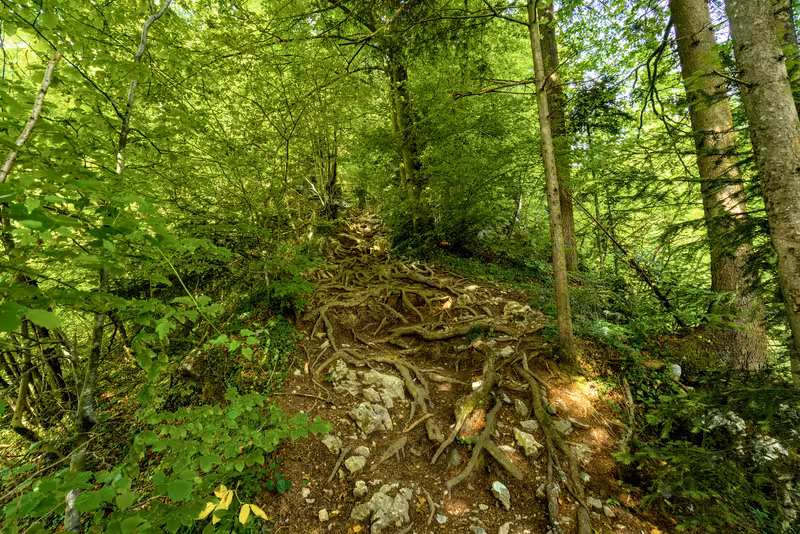 The path.