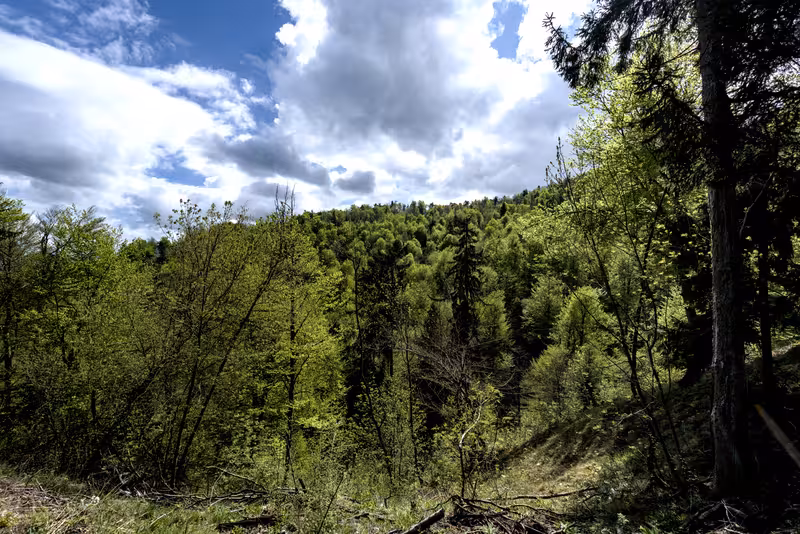 A view from the path.