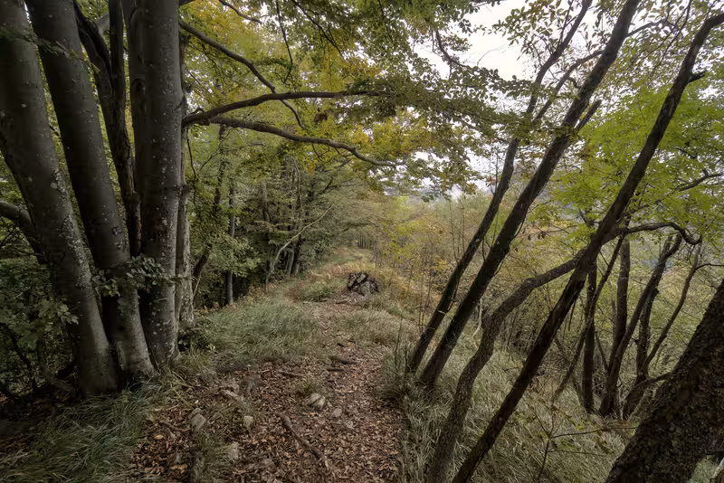 The path.