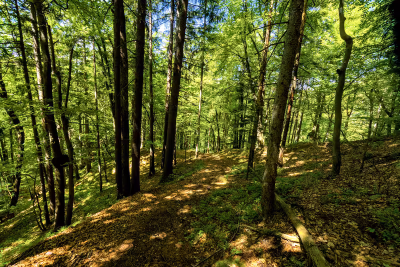 The path.
