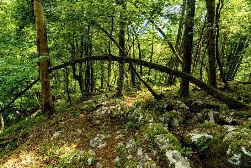 The path.