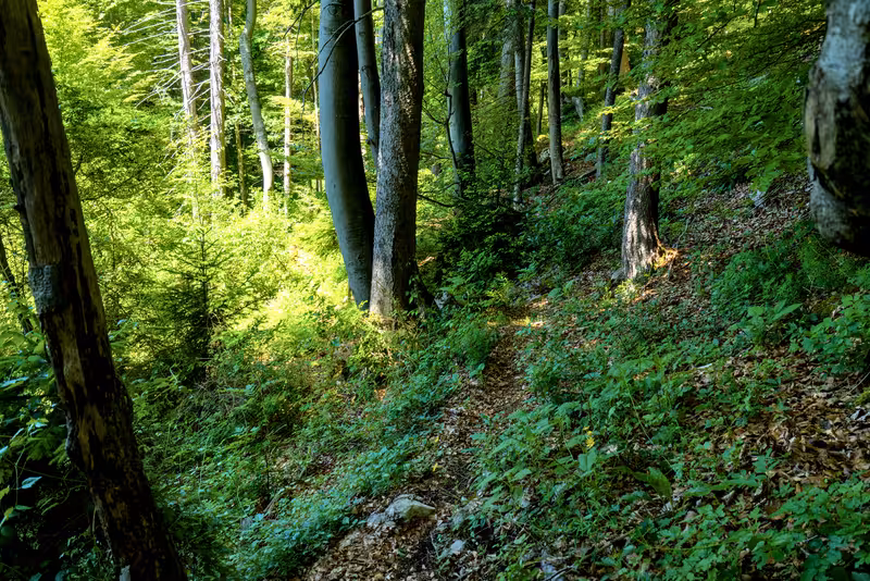 The path.