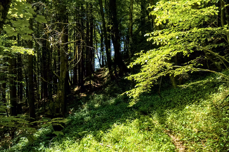 The path.
