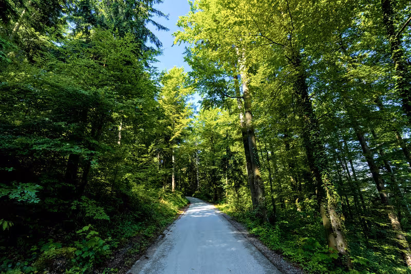 The road.