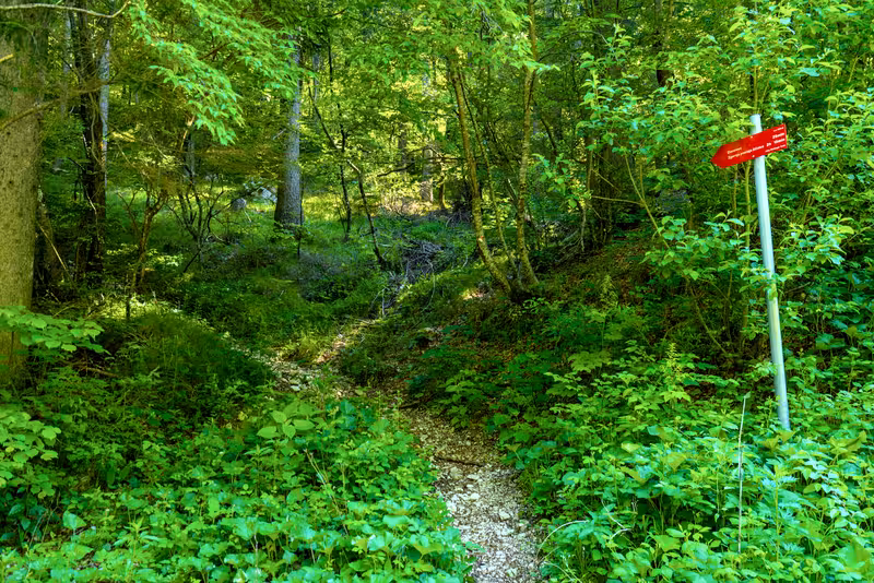 The path.