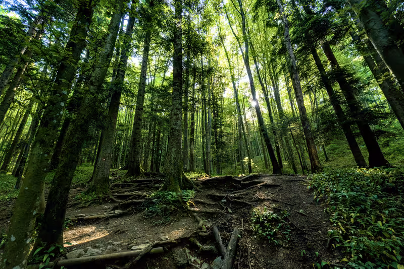 The path.
