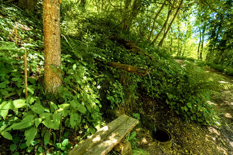 The path.