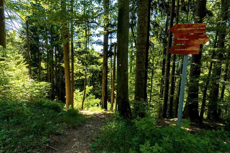 The path.