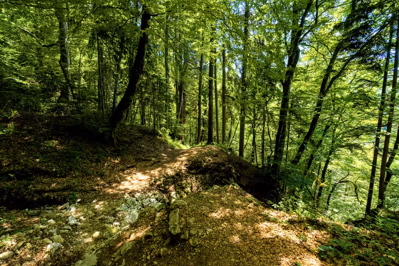 The path.