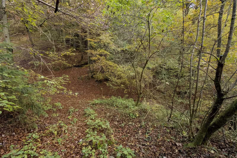 The path.