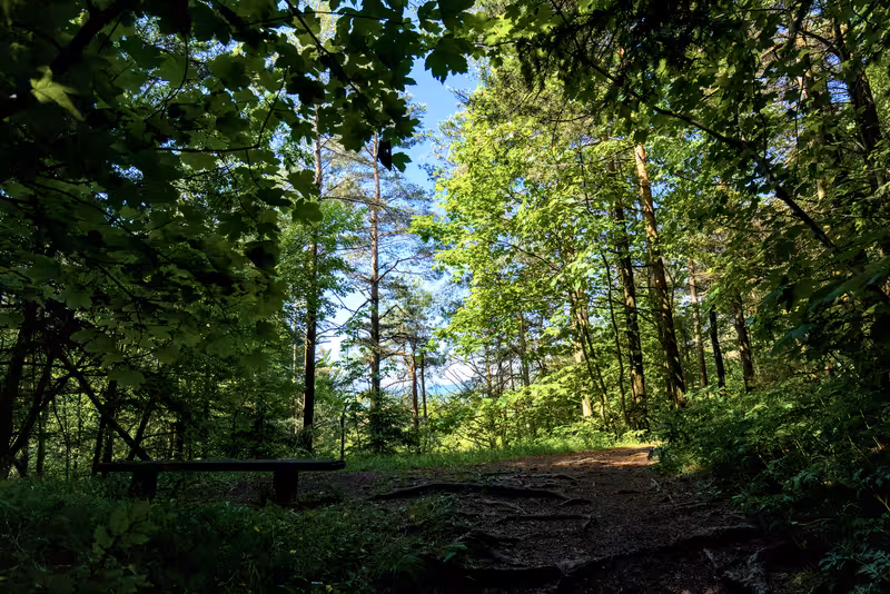 The path.