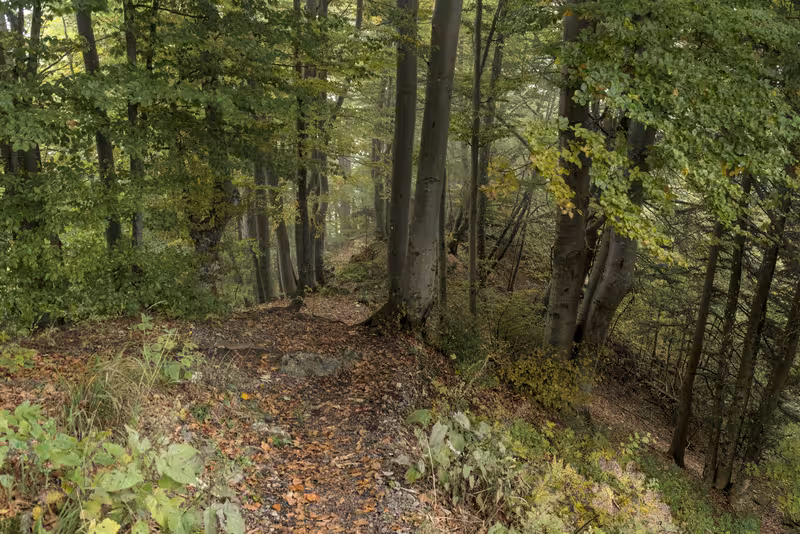 The path.