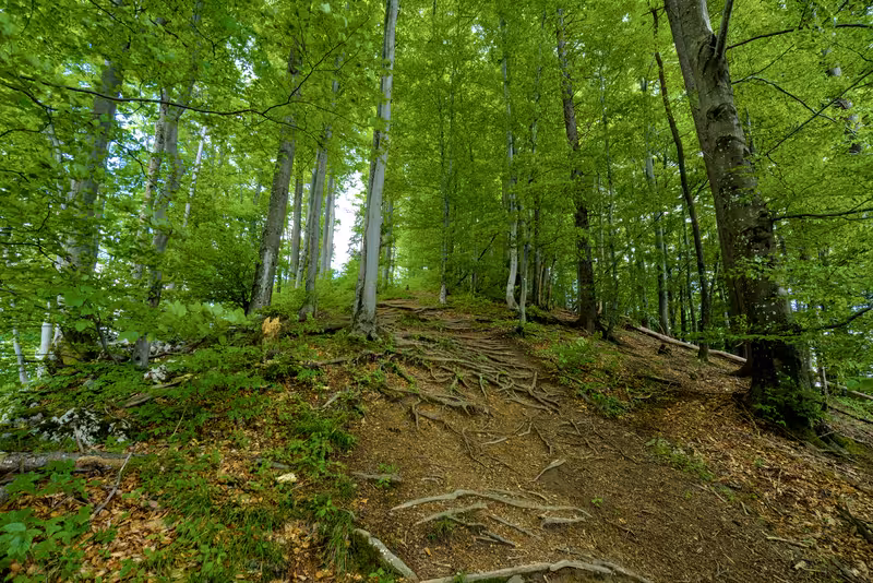 The path.