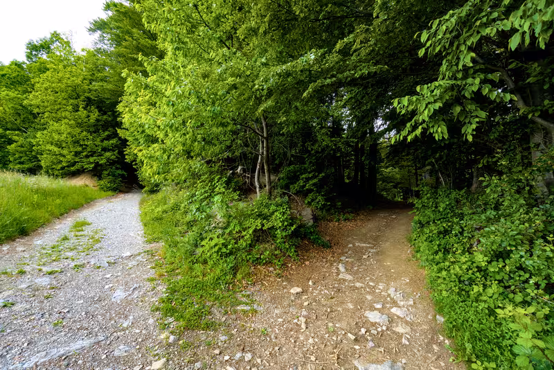 The path.