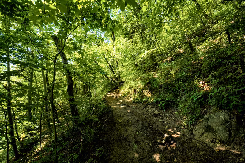 The path.