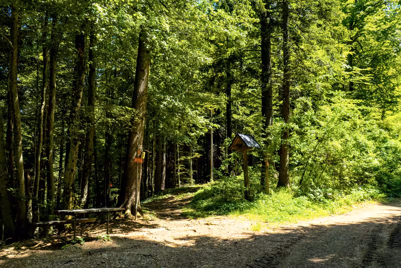 The path.