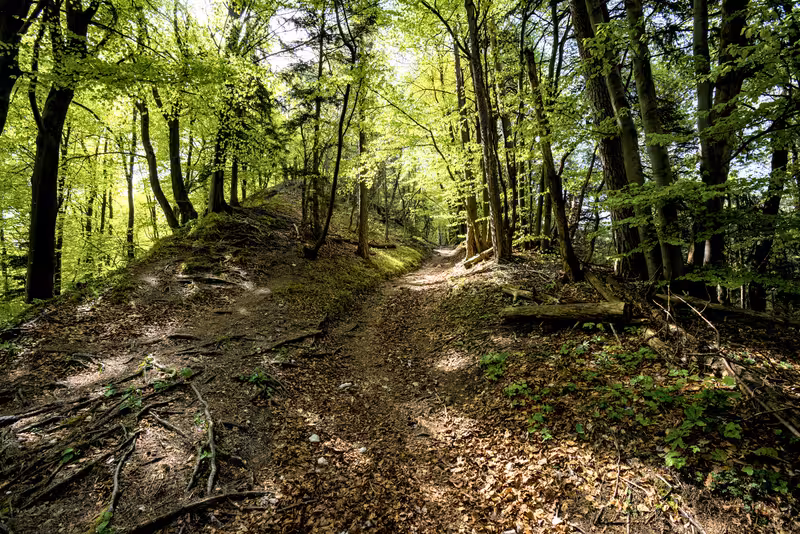 The path through the forest.