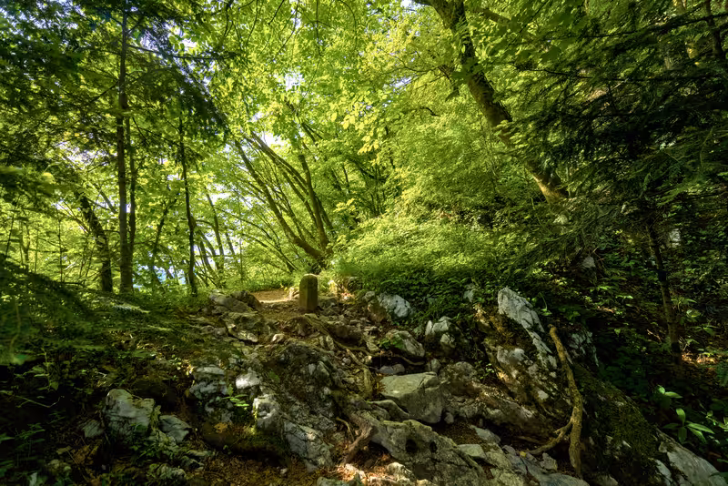 The path.