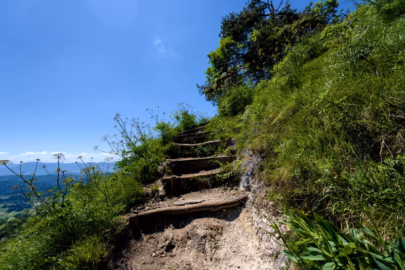 The path.