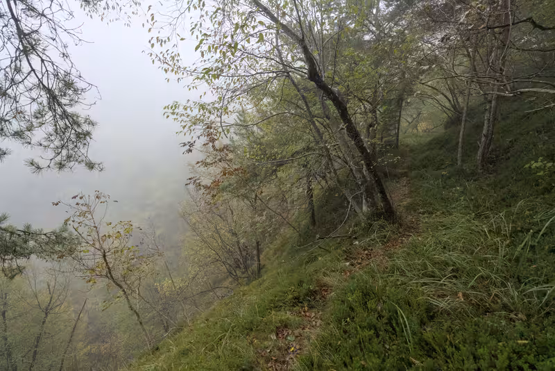 The forest trail.