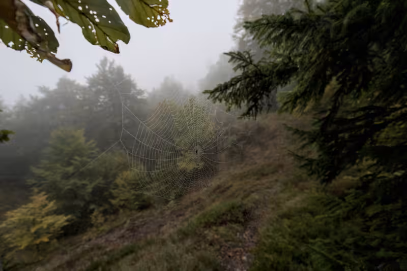 A spider in its web.