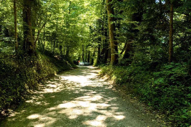 The path.