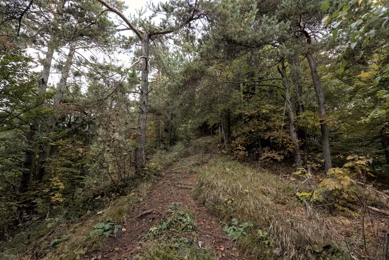 The path.