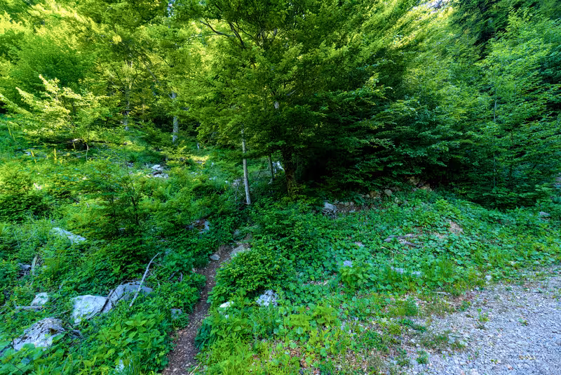 The path.