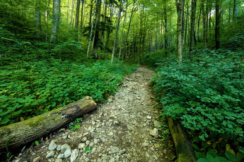 The path.