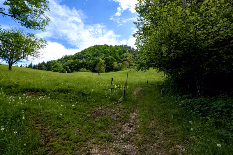 The path.